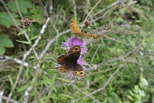 Schmetterling - Dieses Bild zeigt einen Schmetterling